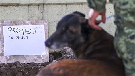 Kahraman köpek 'Proteo'nun hatırası yaşatılıyor - Son Dakika Haberleri